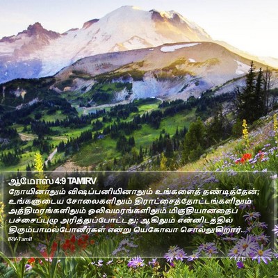 ஆமோஸ் 4:9 TAMIRV Bible Verse Image