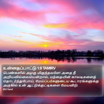 உன்னதப்பாட்டு 1:8 TAMIRV Bible Verse Image