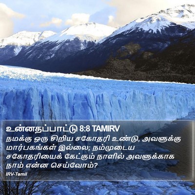 உன்னதப்பாட்டு 8:8 TAMIRV Bible Verse Image