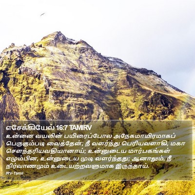 எசேக்கியேல் 16:7 TAMIRV Bible Verse Image
