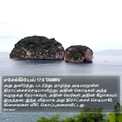 எசேக்கியேல் 17:6 TAMIRV Bible Verse Image