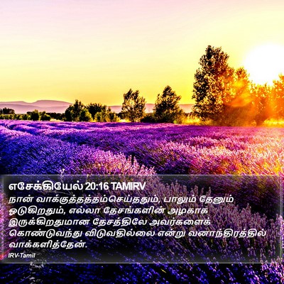எசேக்கியேல் 20:16 TAMIRV Bible Verse Image