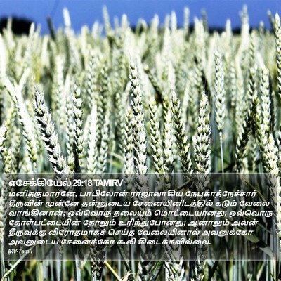 எசேக்கியேல் 29:18 TAMIRV Bible Verse Image