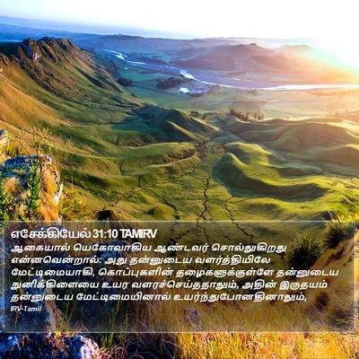 எசேக்கியேல் 31:10 TAMIRV Bible Verse Image