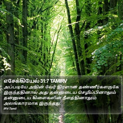எசேக்கியேல் 31:7 TAMIRV Bible Verse Image