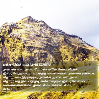 எசேக்கியேல் 34:14 TAMIRV Bible Verse Image