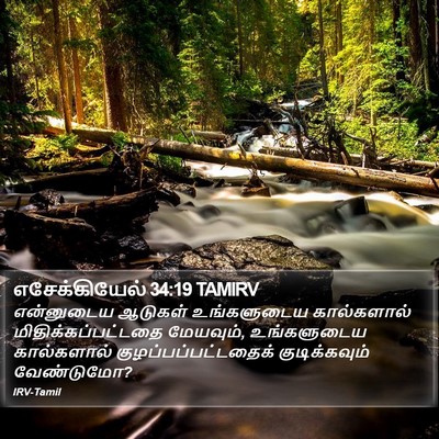எசேக்கியேல் 34:19 TAMIRV Bible Verse Image