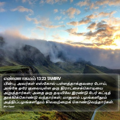எண்ணாகமம் 13:23 TAMIRV Bible Verse Image