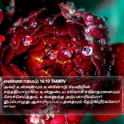 எண்ணாகமம் 16:10 TAMIRV Bible Verse Image
