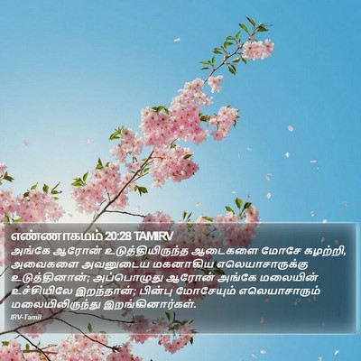 எண்ணாகமம் 20:28 TAMIRV Bible Verse Image