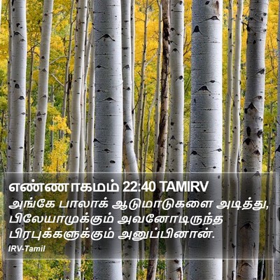 எண்ணாகமம் 22:40 TAMIRV Bible Verse Image