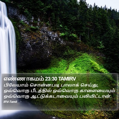 எண்ணாகமம் 23:30 TAMIRV Bible Verse Image