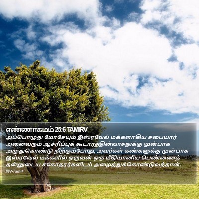 எண்ணாகமம் 25:6 TAMIRV Bible Verse Image
