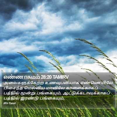 எண்ணாகமம் 28:20 TAMIRV Bible Verse Image