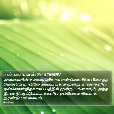 எண்ணாகமம் 29:14 TAMIRV Bible Verse Image