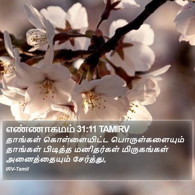 எண்ணாகமம் 31:11 TAMIRV Bible Verse Image