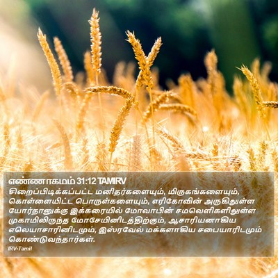எண்ணாகமம் 31:12 TAMIRV Bible Verse Image