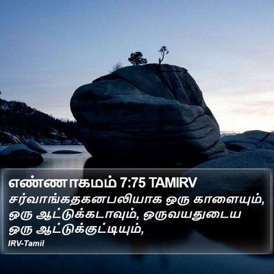 எண்ணாகமம் 7:75 TAMIRV Bible Verse Image