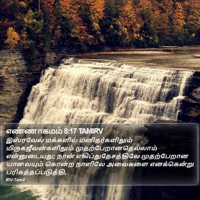 எண்ணாகமம் 8:17 TAMIRV Bible Verse Image