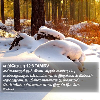 எபிரெயர் 12:8 TAMIRV Bible Verse Image