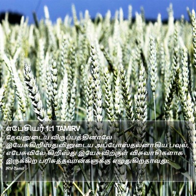 எபேசியர் 1:1 TAMIRV Bible Verse Image