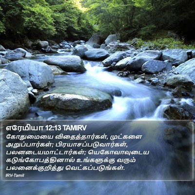 எரேமியா 12:13 TAMIRV Bible Verse Image