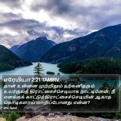 எரேமியா 2:21 TAMIRV Bible Verse Image