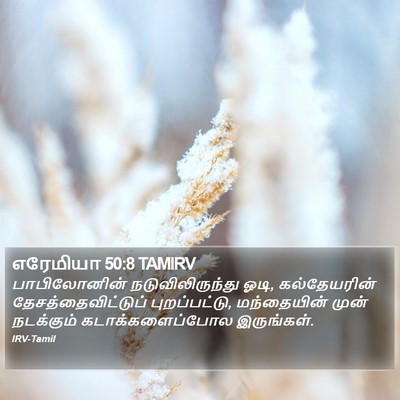 எரேமியா 50:8 TAMIRV Bible Verse Image