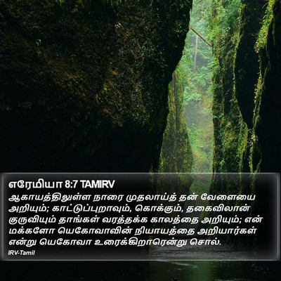எரேமியா 8:7 TAMIRV Bible Verse Image
