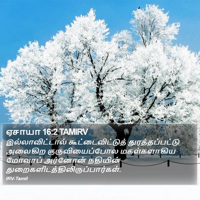 ஏசாயா 16:2 TAMIRV Bible Verse Image