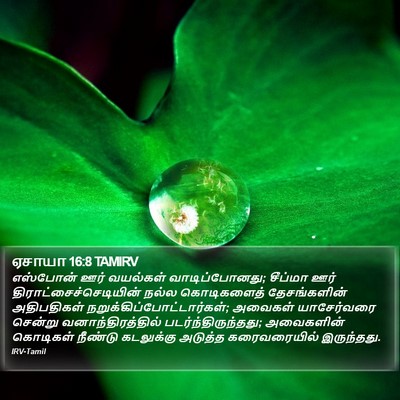 ஏசாயா 16:8 TAMIRV Bible Verse Image