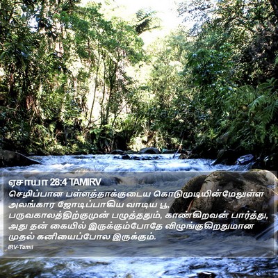 ஏசாயா 28:4 TAMIRV Bible Verse Image