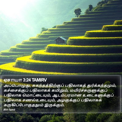 ஏசாயா 3:24 TAMIRV Bible Verse Image