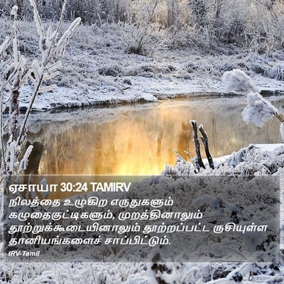 ஏசாயா 30:24 TAMIRV Bible Verse Image