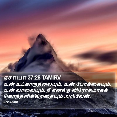 ஏசாயா 37:28 TAMIRV Bible Verse Image