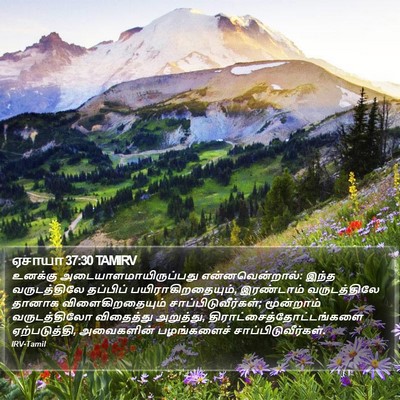 ஏசாயா 37:30 TAMIRV Bible Verse Image