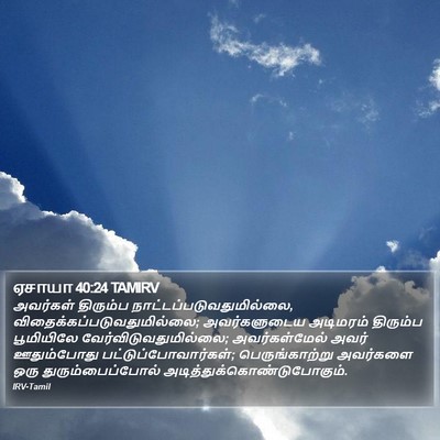 ஏசாயா 40:24 TAMIRV Bible Verse Image