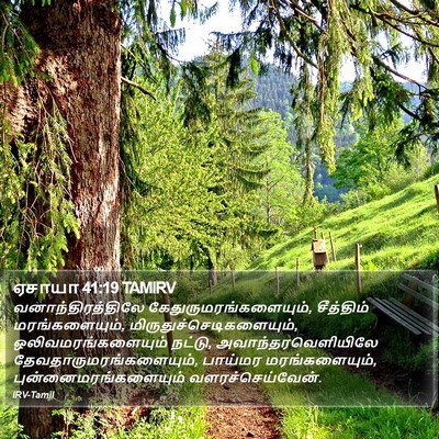 ஏசாயா 41:19 TAMIRV Bible Verse Image