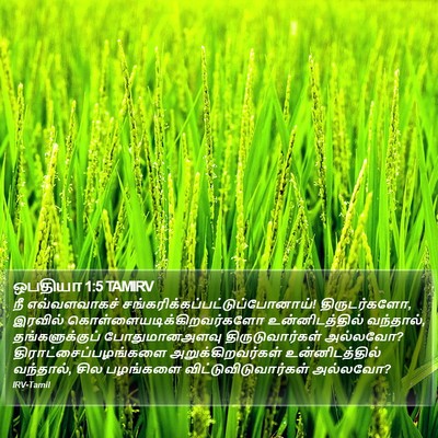 ஒபதியா 1:5 TAMIRV Bible Verse Image