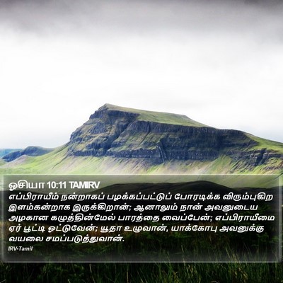 ஓசியா 10:11 TAMIRV Bible Verse Image
