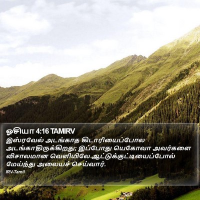 ஓசியா 4:16 TAMIRV Bible Verse Image