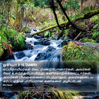 ஓசியா 9:16 TAMIRV Bible Verse Image