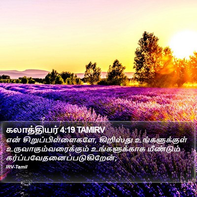 கலாத்தியர் 4:19 TAMIRV Bible Verse Image