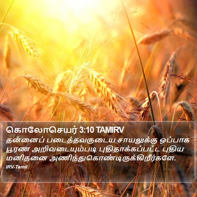 கொலோசெயர் 3:10 TAMIRV Bible Verse Image