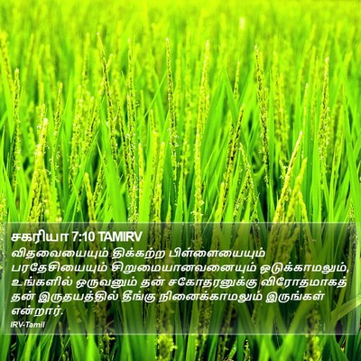 சகரியா 7:10 TAMIRV Bible Verse Image