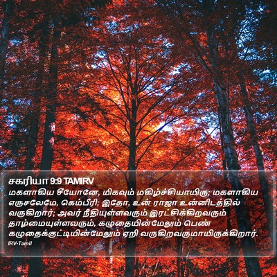 சகரியா 9:9 TAMIRV Bible Verse Image