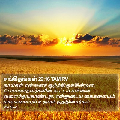 சங்கீதங்கள் 22:16 TAMIRV Bible Verse Image