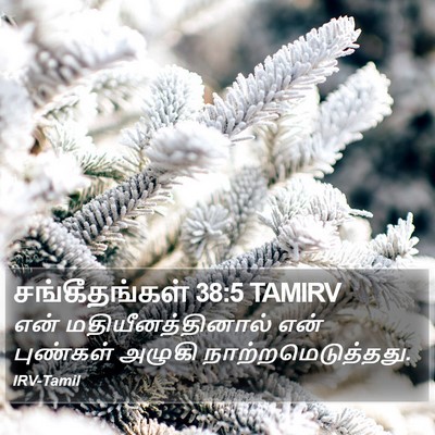 சங்கீதங்கள் 38:5 TAMIRV Bible Verse Image