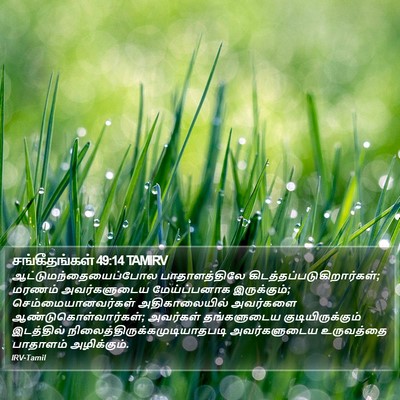சங்கீதங்கள் 49:14 TAMIRV Bible Verse Image