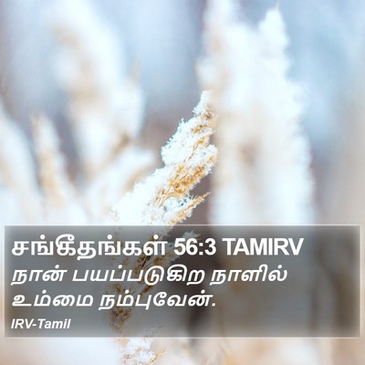 சங்கீதங்கள் 56:3 TAMIRV Bible Verse Image